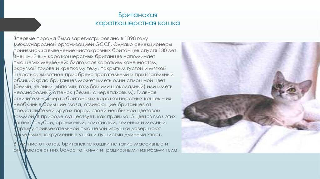 Нибелунги: фото, описание породы нибелунги, уход, как выбрать котенка