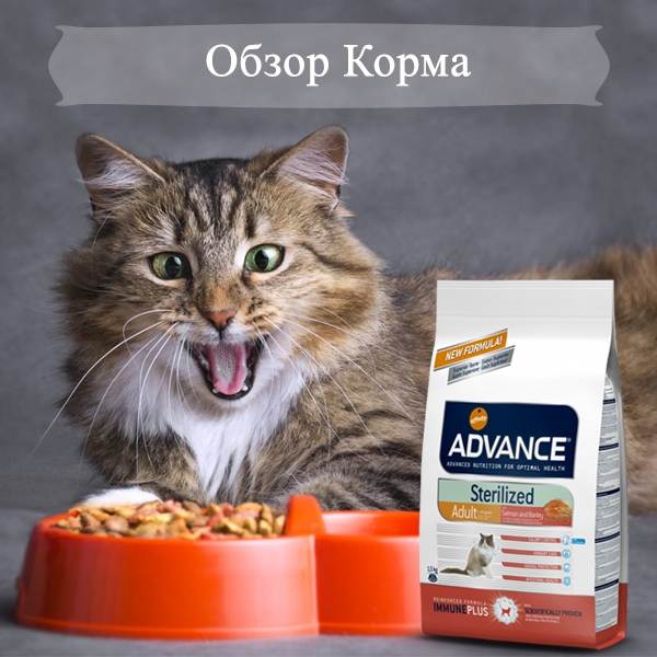 Сухой корм адванс для кошек: состав, применение