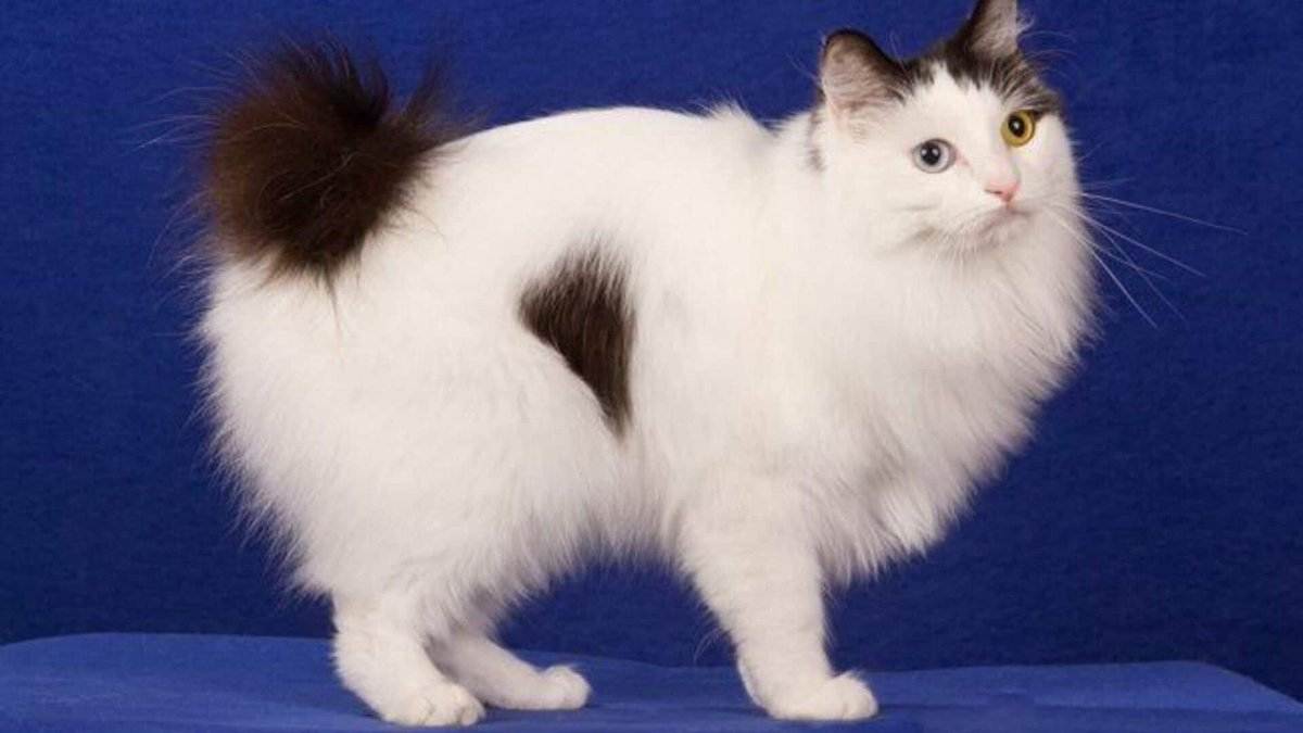 Японский бобтейл кошка: фото, описание породы, отзывы