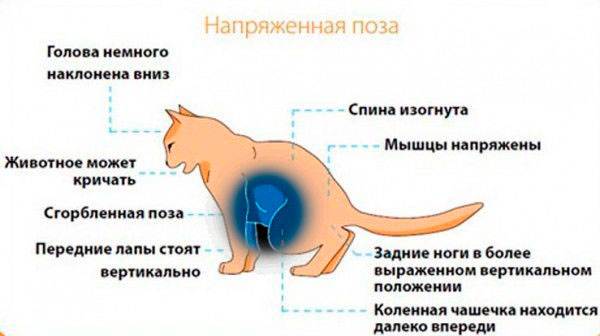 Первые признаки начала родов у кошки, а также информация о том, как  проходят роды - petstory