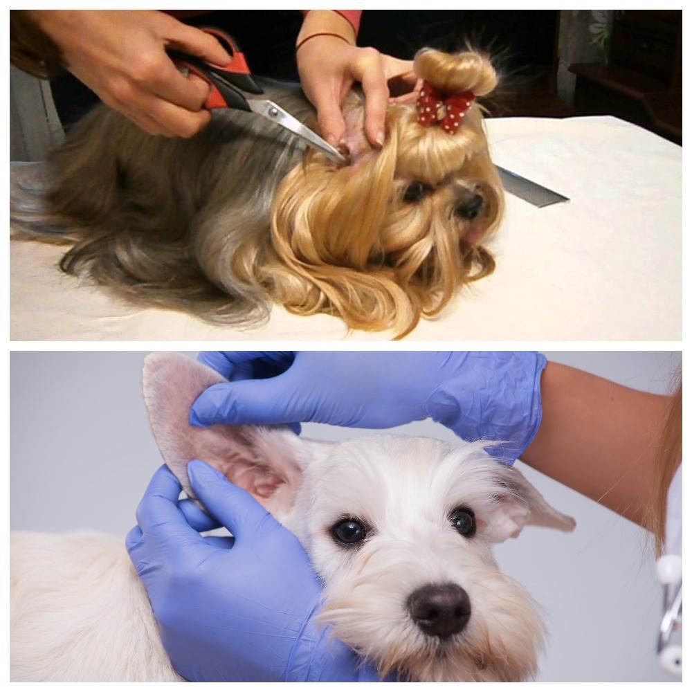 Советы по уходу за ушами щенков | блог ветклиники "беланта"