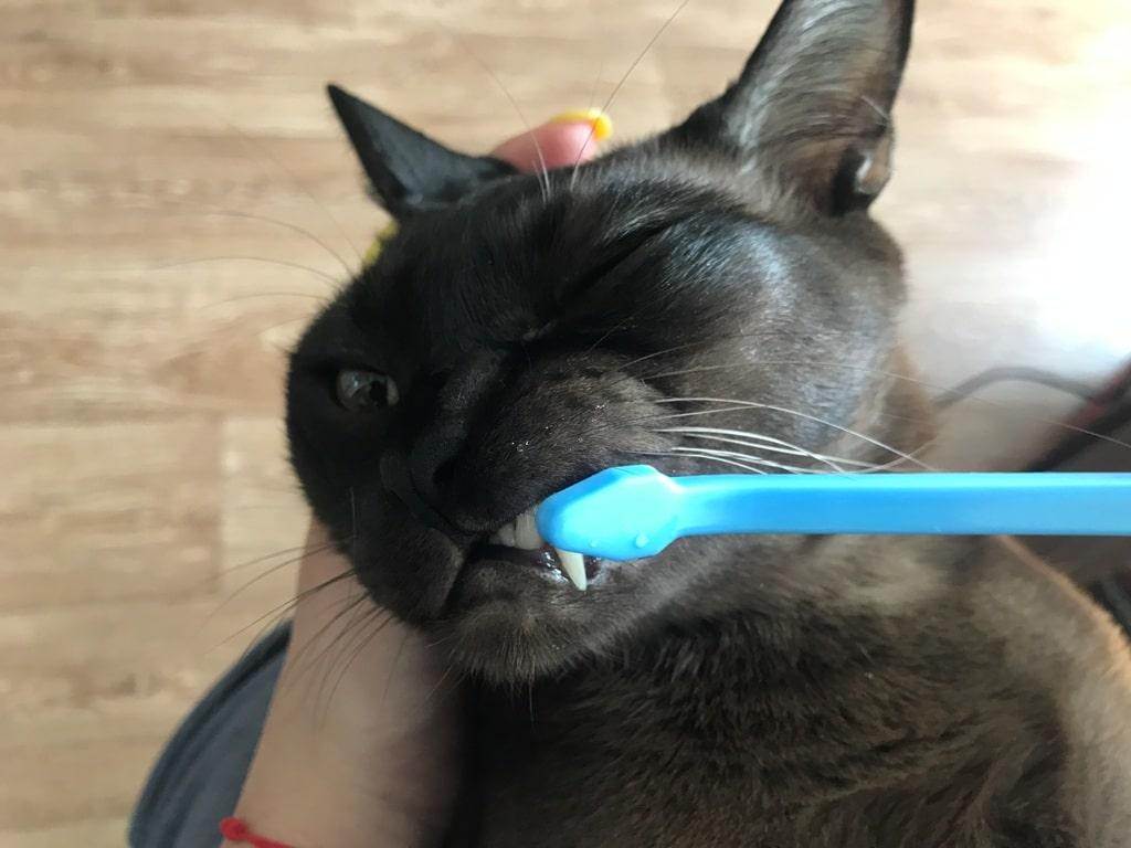 Как чистить зубы кошке в домашних условиях?