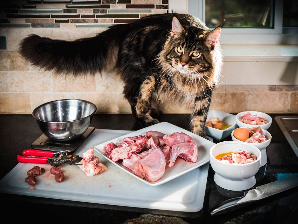 Можно ли давать коту сырое мясо и рыбу: правила кормления