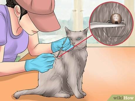Как вытащить клеща у кошки — правила проведения процедуры и рекомендации. как вытащить клеща у кошки