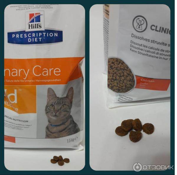 Чем кормить кота при мочекаменной болезни, лечебные корма, диета