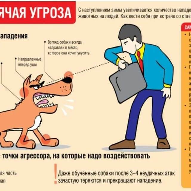 Что делать при нападении собаки - правила поведения и способы защиты
что делать при нападении собаки - правила поведения и способы защиты