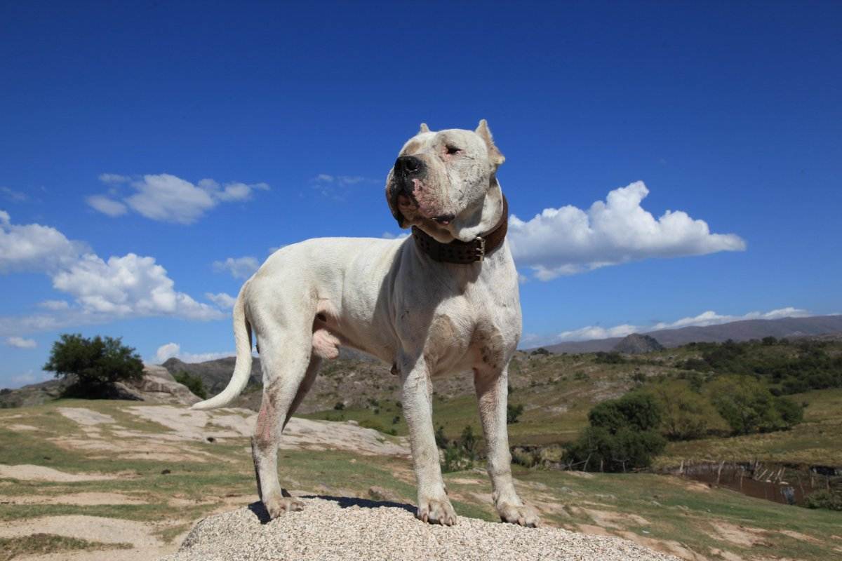 Аргентинский дог: как выглядит питомец на фото, описание породы и характер, а также отзывы владельцев о черном и белом щенке