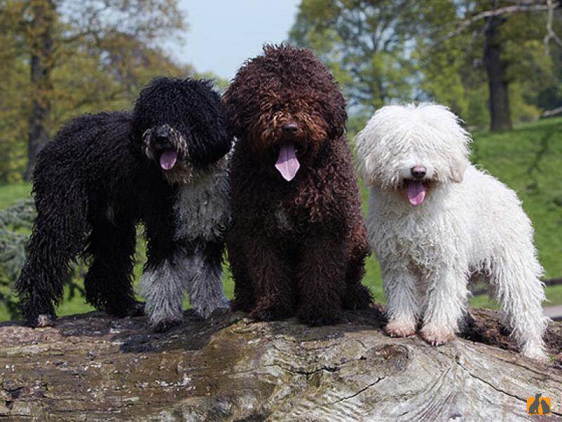 26 испанских пород собак — с описаниями и фотографиями! — сайт эксперта по животным — howmeow