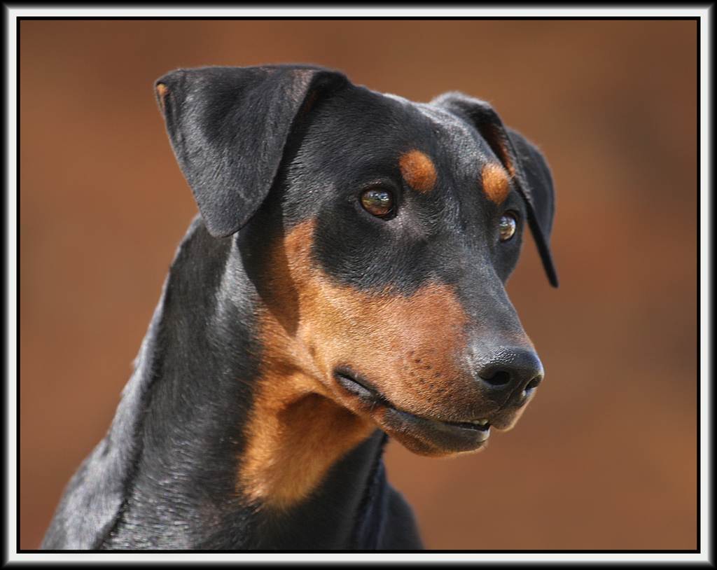 Немецкий пинчер - породы пинчеров - собаководство - собственник
