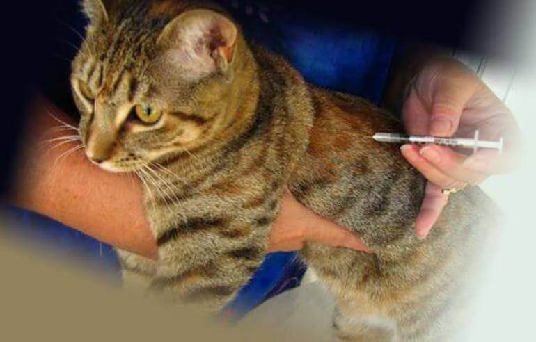 Глобфел для кошек — показания, противопоказания, плюсы и минусы препарата, цена, отзывы