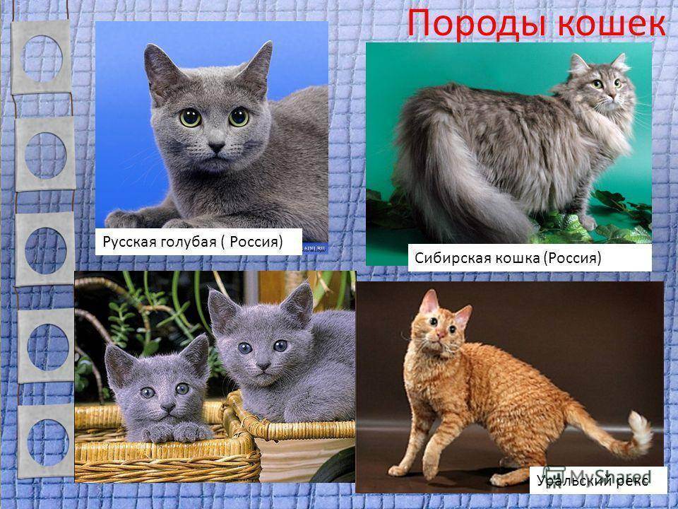 Кошка сноу-шу — повадки, внешний вид и особенности содержания