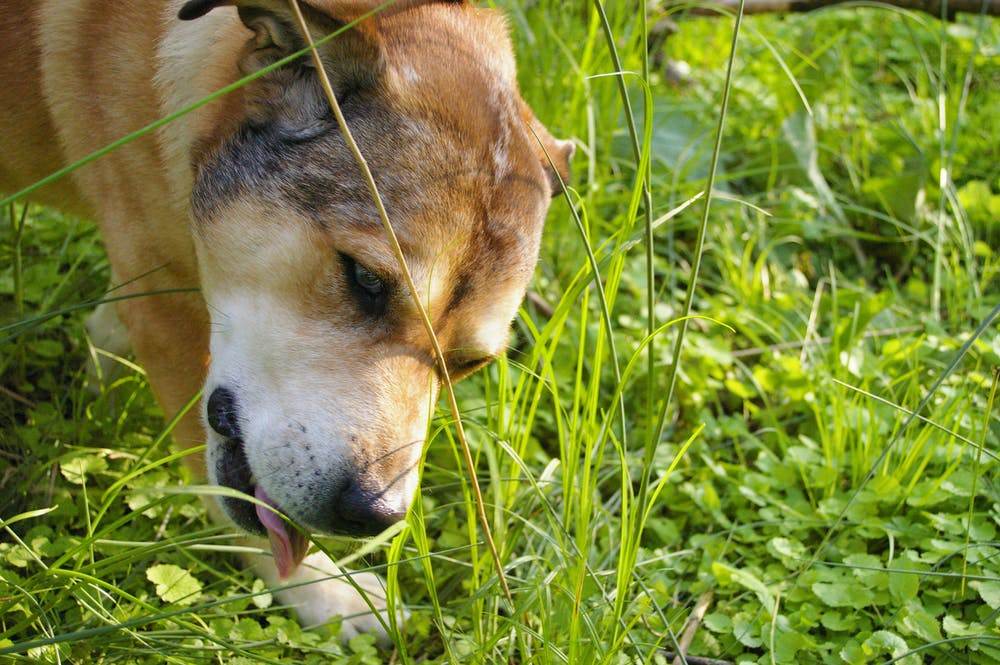 5 причин почему собаки едят землю, грязь и экскременты