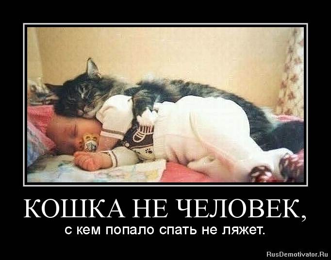 Кот в постели - хорошо или плохо, где должна спать кошка | online.ua