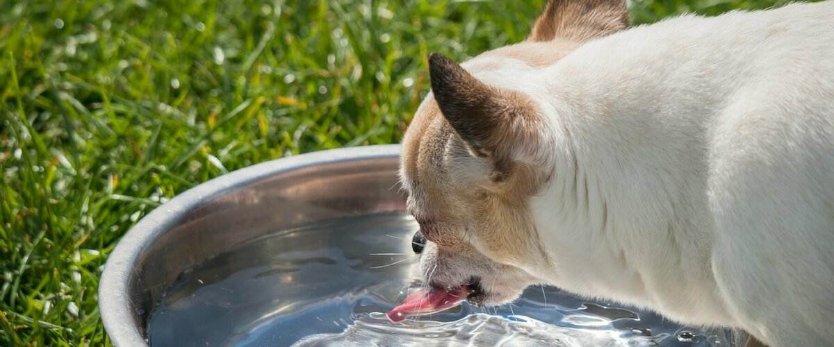 Что делать и почему собака не ест, не пьет воду и только лежит: причины и лечение щенка и пса, когда плохо питается, вялый или трясется несколько дней
