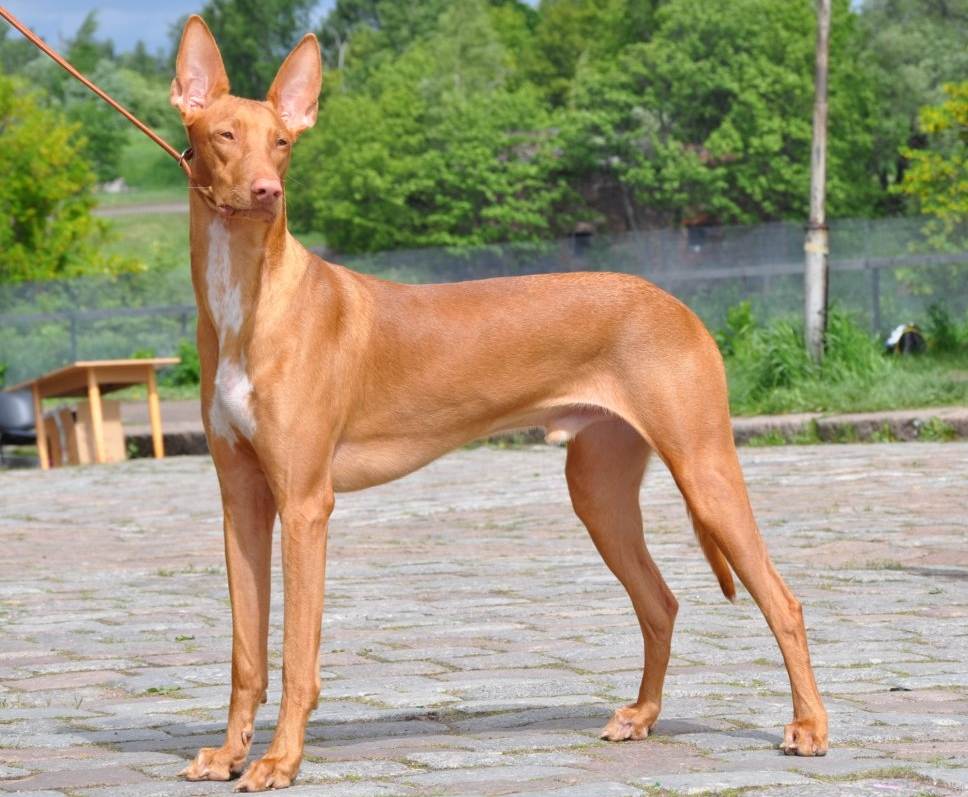 Фараонова собака - описание и характер породы. египетская собака фараонов - фото и цена породы.