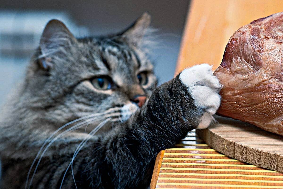 Можно ли кормить кота сырыми мясом, рыбой, яйцом, курицей