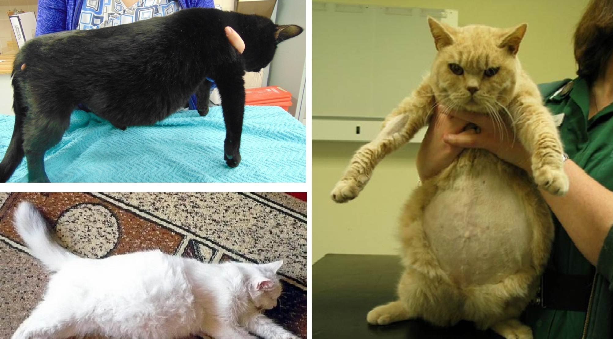 Перитонит у кошек: симптомы, разновидности, излечим ли вирусный перитонит у кошек и котят