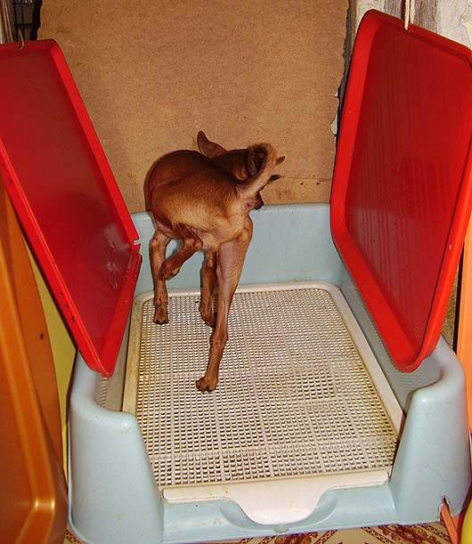Собака не ходит в туалет на улице – что делать | блог ветклиники "беланта"