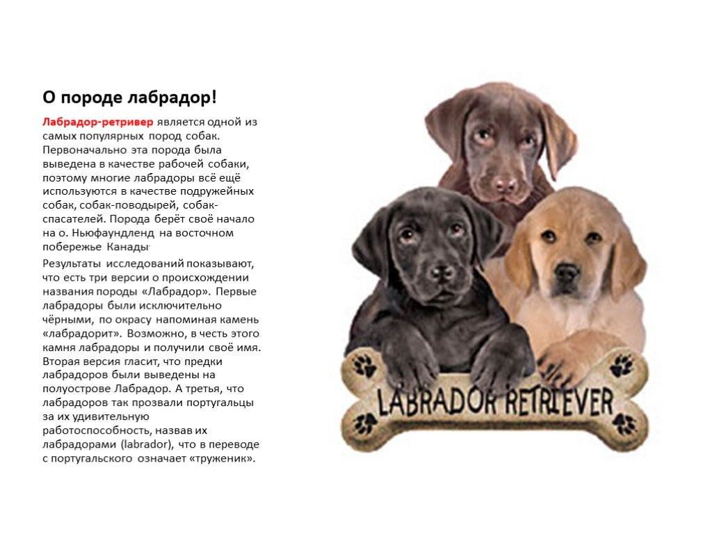 Подробное описание собак породы лабрадор: стандарты и характеристика