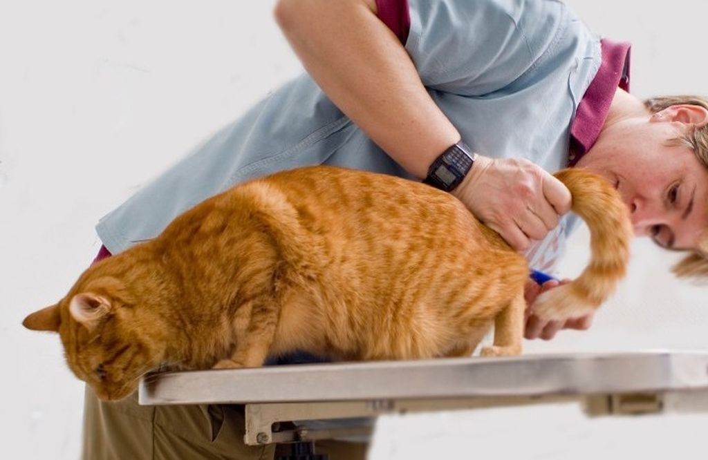 Запор у кошки: виды, симптомы, причины, лечение | ваши питомцы
