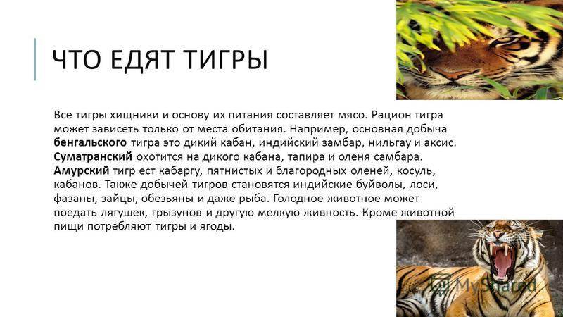 Африканская золотая кошка: происхождение, ареал обитания знаменитого африканского кота, образ жизни