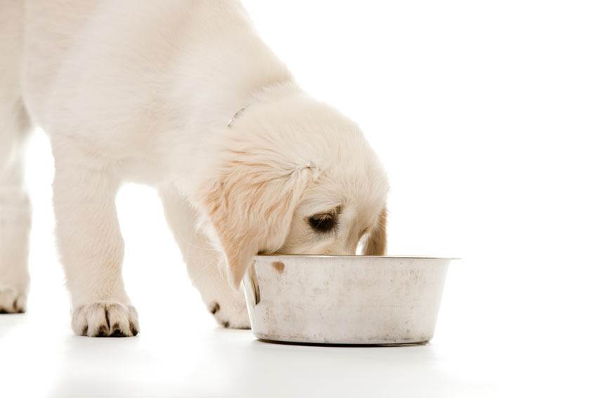 Собака плохо ест, но активная: причины, лечение