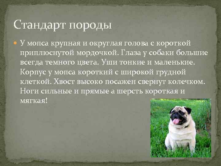 Карликовый (мини) мопс — фото, описание породы, характер, правила содержания и ухода за собакой