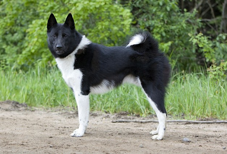 Порода собак русско-европейская лайка и ее характеристики с фото