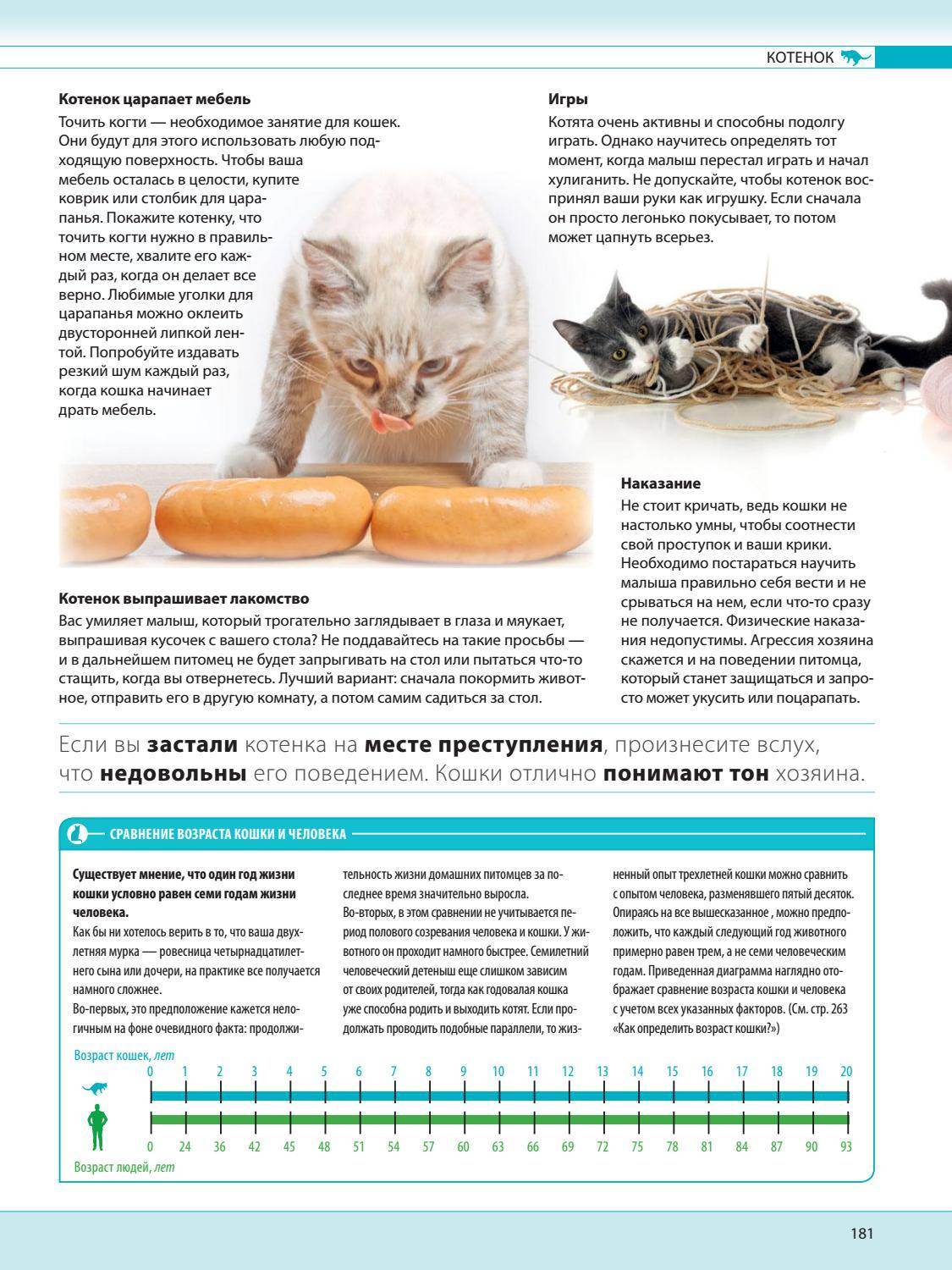 Как определить возраст котенка правильно по весу и зубам в домашних условиях - petstory