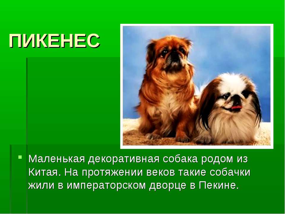 Маленькие породы собак : фото, названия, описание и характеристики 30 популярных маленьких пород собак | for-pet