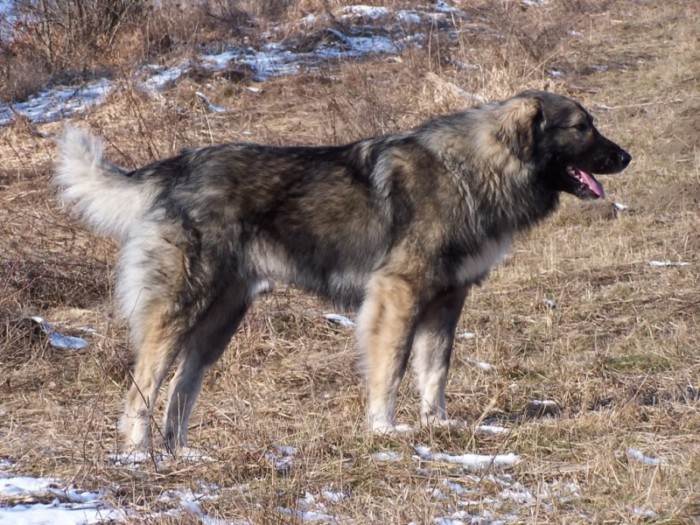 Румынская миоритская овчарка: характеристика и описание породы (с фото) | все о собаках