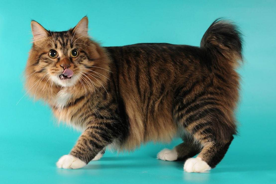 Красивые фото кошек: породы с названиями