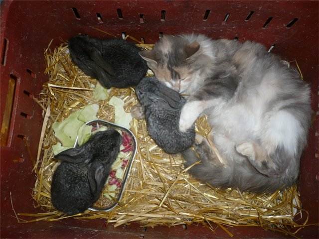 Почему крольчиха съедает своих крольчат?