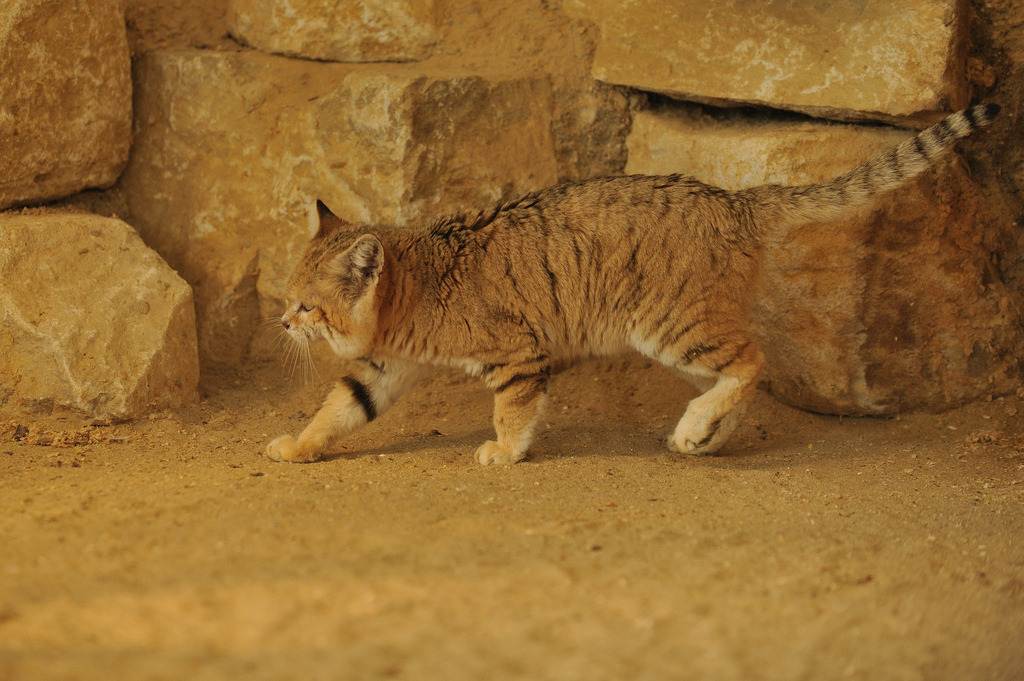 Песчаный кот или барханная кошка: среда обитания и можно ли держать дома
