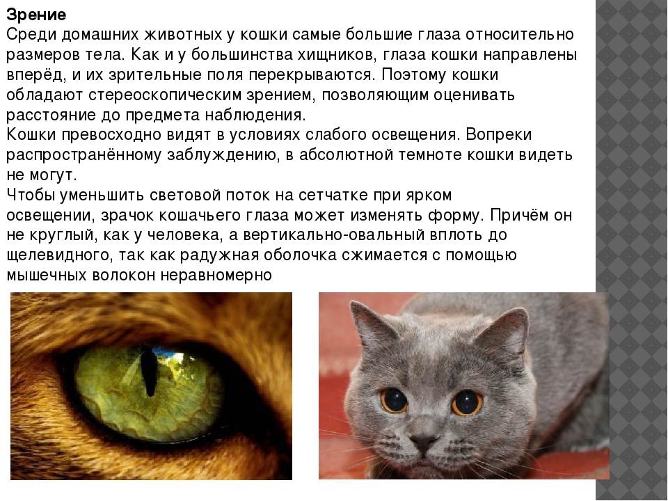 ᐉ какие цвета видят кошки? - ➡ motildazoo.ru