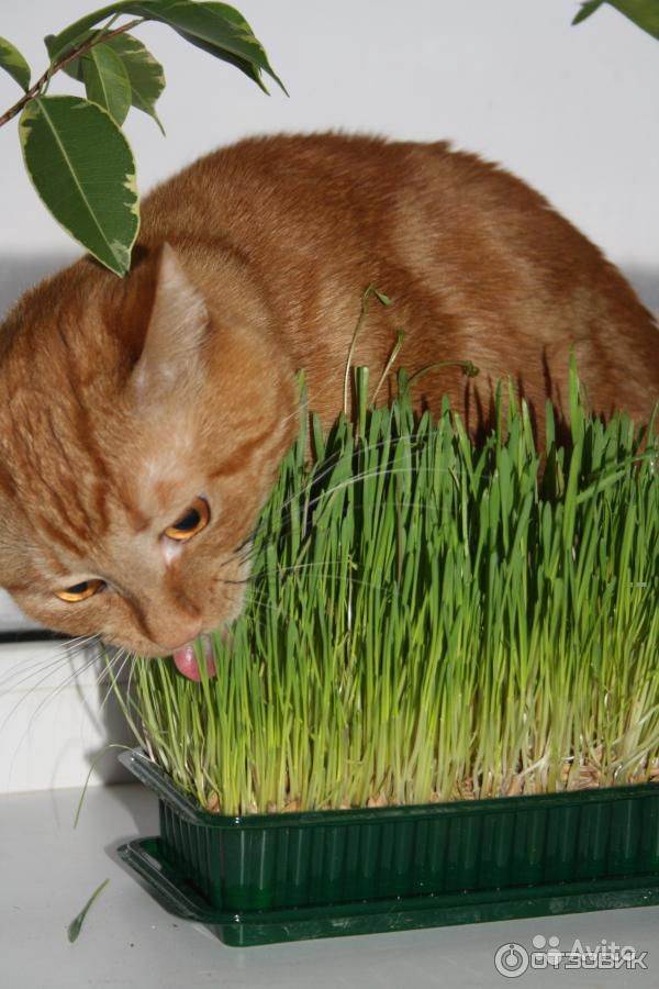 Можно коту семечки. Кошачья трава. Овес для кошек. Травка для кошек. Трава для кошек пророщенная.
