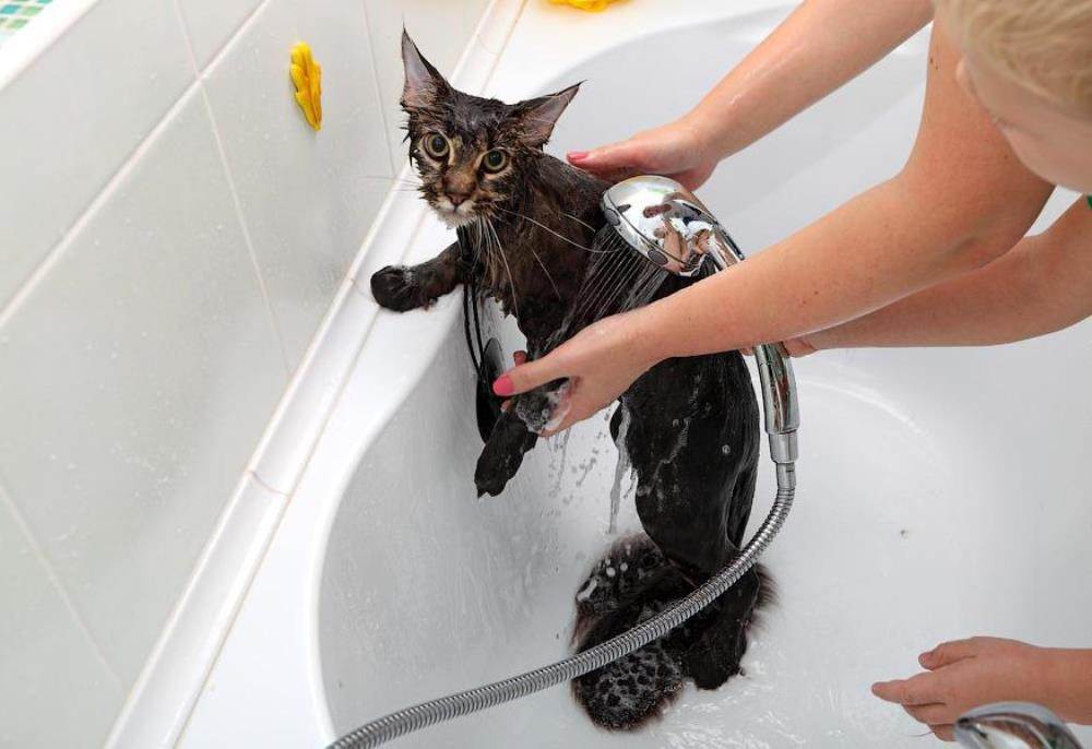 Как купать кота без кошачьих истерик и ваших травм