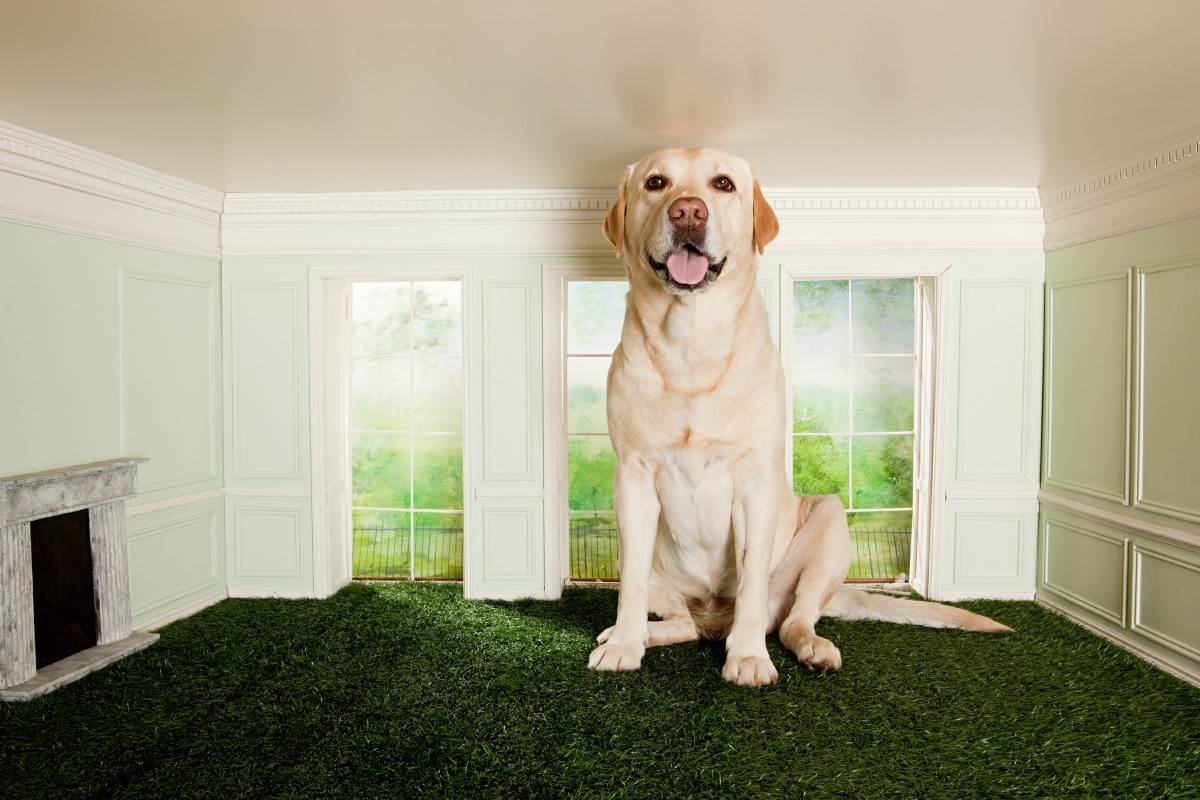Топ 10 самых лучших пород собак для квартиры - названия, фото и описание