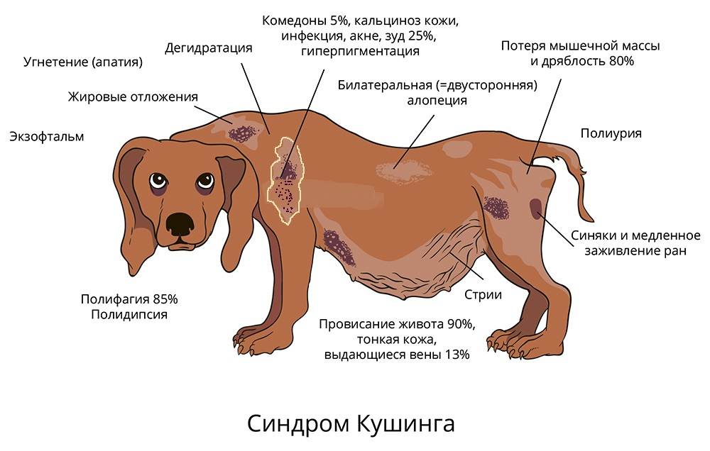 Применение лучевой терапии при макроопухоли гипофиза у собаки с синдромом кушинга — ирсо
