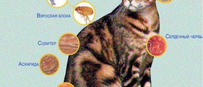 Все о паразитах у кошек