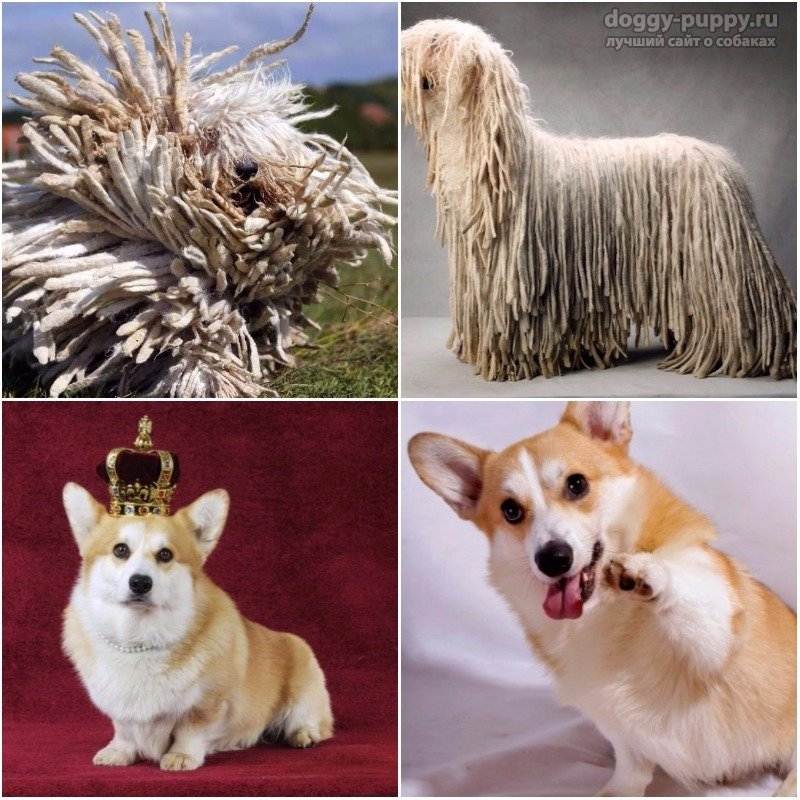 Самые глупые породы собак топ 10 видео — сайт эксперта по животным — howmeow