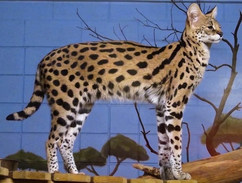 Африканская порода сококе или кенийский лесной кот - мир кошек