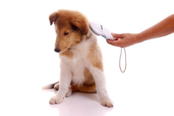 Что такое чипирование собак и зачем оно необходимо