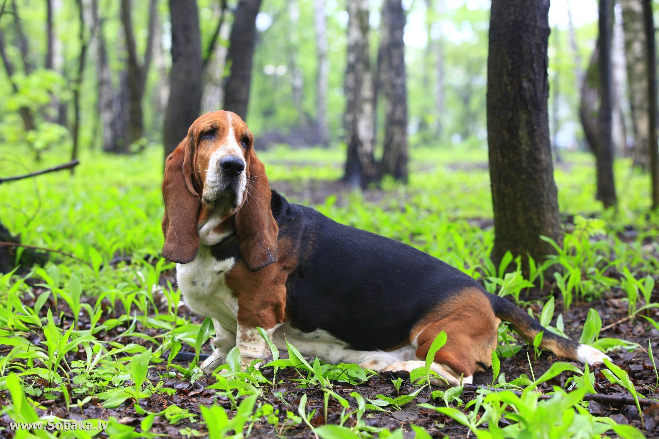 Бассет хаунд — фото, описание породы собак, особенности