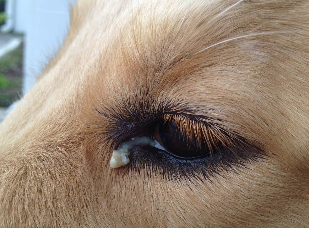 У щенка слезятся глаза: что делать и меры профилактики