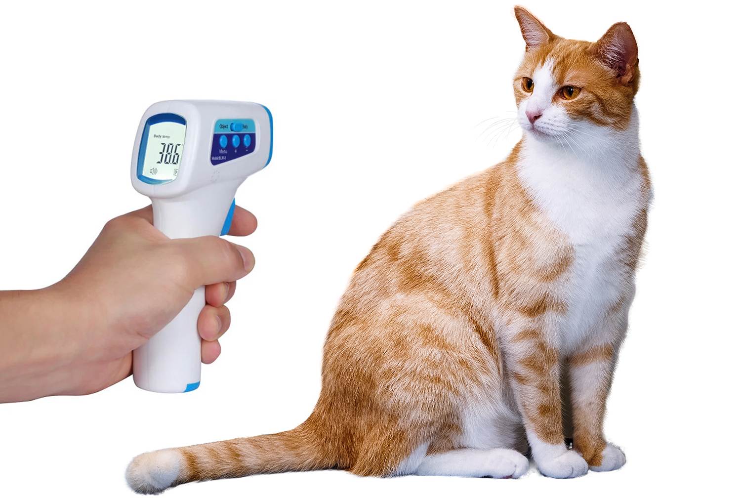 Как померить температуру кошке в домашних условиях