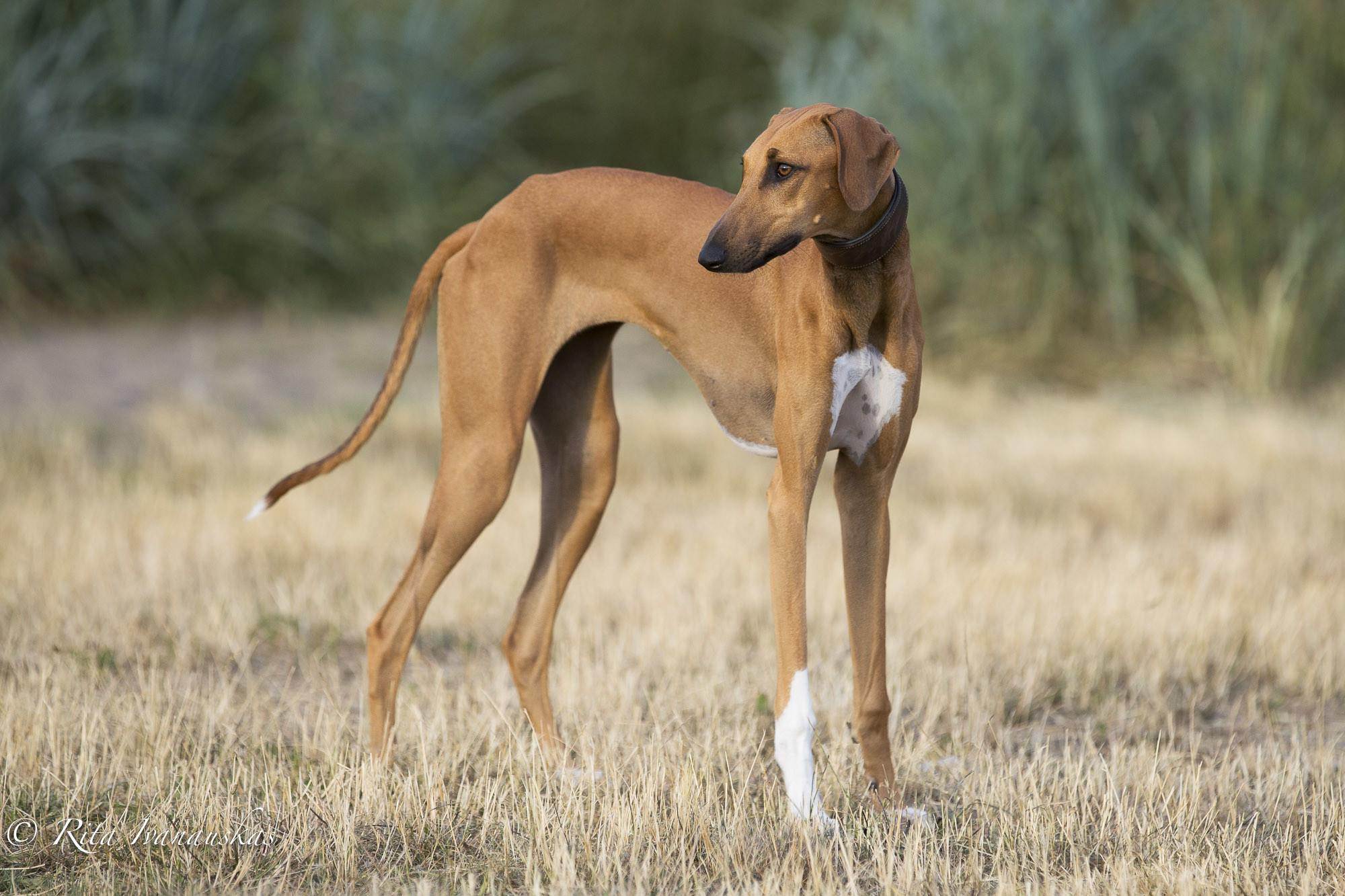 ᐉ описание породы собак азавак (африканская борзая) с отзывами владельцев и фото - zoogradspb.ru