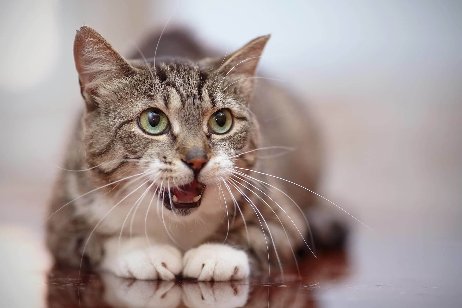 Мяуканье кошки или кота: как и почему котенок постоянно мяукает без причины, видео