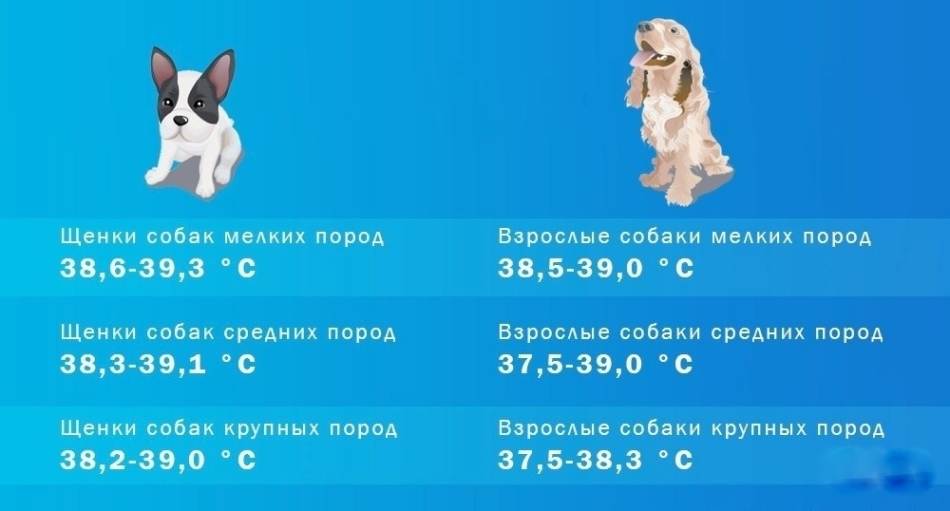 Нормальная температура у собак и щенков: таблицы норм по породам