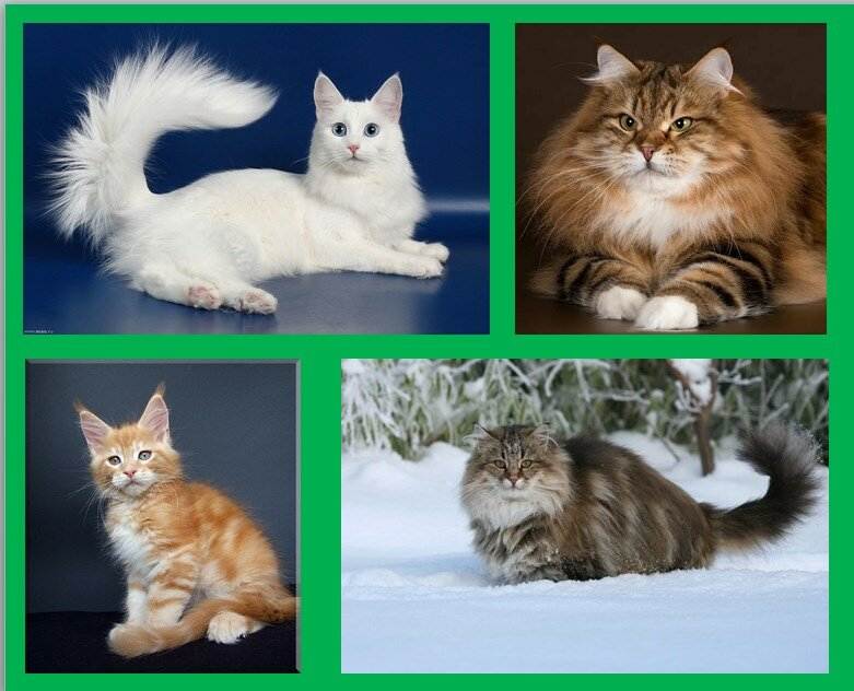 Особенности характера норвежской лесной кошки, уход и разведение